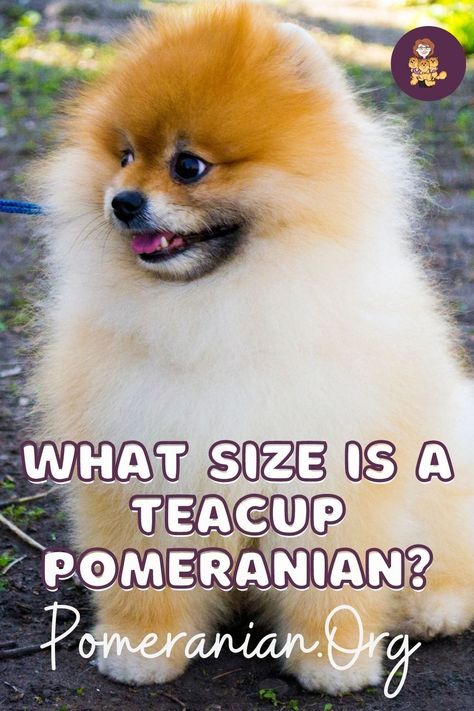 Teacup Pomeranians normally get to their mature weights and heights when they are approximately 1-year old and should weigh between three and seven pounds. Tea Cup Pomeranian, Pomeranian Training, Teddy Bear Pomeranian, Pomeranian Breeders, Puppy Teacup, Puppies Teacup, Pomeranian Breed, Pomeranian Dogs, Seven Pounds