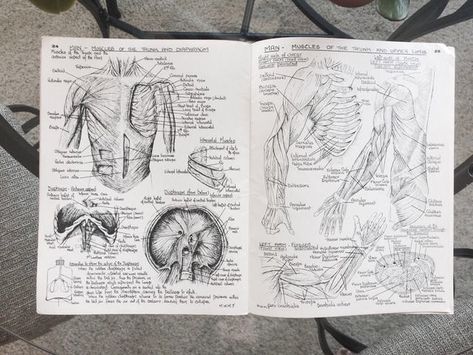 Anatomy Book, Medical Drawings, Medicine Notes, Medical Student Motivation, Med School Motivation, Medical Student Study, Hand Drawings, Medical School Motivation, Medicine Student