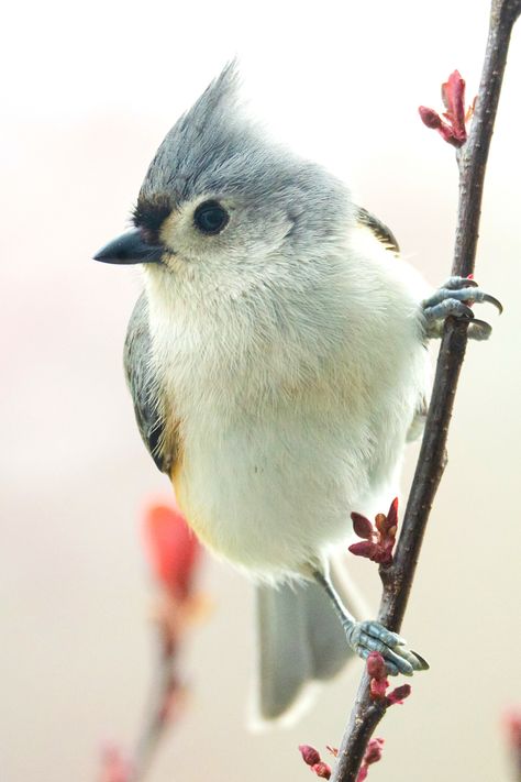 17 Beautiful Birds of Pennsylvania | Tufted Titmouse Tufted Titmouse Tattoo, Titmouse Bird, Birds Photography Nature, Tufted Titmouse, Bird Tattoos, Amazing Birds, Stunning Nature, Nature Birds, Bird Pictures