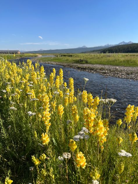 Idaho Mountains, Idaho Aesthetic, University Of Idaho Aesthetic, Idaho Pictures, Idaho Travel Summer, Sun Valley Idaho Summer, Idaho Scenery, University Of Idaho, Explore Idaho