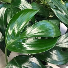 Dragon Tail Philodendron, Dragon Tail Plant Care, Dragons Tail Plant, Philodendron Dragon Tail, Dragon Tail Plant, Dragon Plant, Monstera Plant Care, Wishlist Plants, Arbonne Recipes