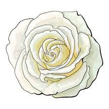 Rose Top View, Realistic Hand Drawing, Rose Flower Decoration, View Sketch, Realistic Flower Drawing, White Rose Bouquet, Contour Drawing, Rose Drawing, Red Rose Flower