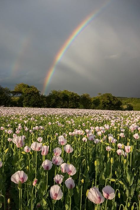 Rainbow over Poppy Field Georgia Flower, Valley Of Flowers, Pink Nature, Daisy Field, Valley Flowers, Rainbow Rain, Rainbow Painting, Rainbow Roses, Scottish Landscape