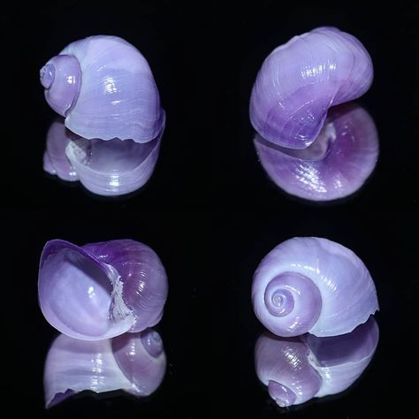 Janthina or violet sea-snail. Snail Backpack, River Fairy, Shell Photography, Seashells Photography, Molluscs, 2024 Ideas, Color Schemes Colour Palettes, Natural Science, Sea Snail