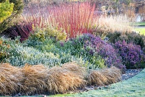 This incredibly pretty planting includes plants of great winter interest that will lift your spirits during the dull days of winter. Hakone Grass, Heather Gardens, Winter Gardening, Fragrant Garden, Winter Plants, Garden Shrubs, Mediterranean Garden, Traditional Garden, Plant Combinations