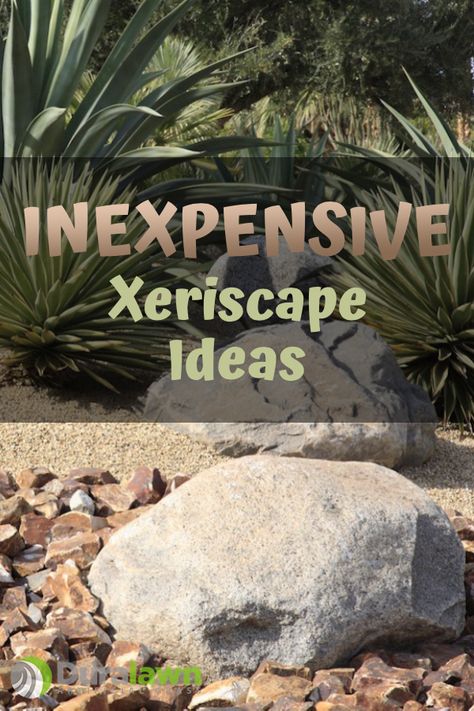 Xeroscaping Backyard, Drought Tolerant Landscape Front Yard, Xeriscape Ideas, Xeriscape Front Yard, Xeriscape Plants, Drought Resistant Landscaping, Xeriscape Landscaping, Small Garden Wedding, Mulch Landscaping