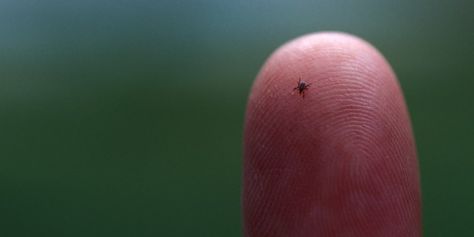 Tick season 2020: scientists say what to expect this year Types Of Ticks, As The Deer, Red Rash, Deer Ticks, Tick Bite, Tick Prevention, Infectious Diseases, Penn State University, Serious Illness