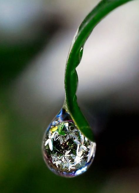 "life is like a dew drop on a blade of grass"seen in the morning. When the sun shines the dew drop disappears.                                                                                             Buddha.     True,,,,,,,,Let us be  encouraged  to contemplate in the impermanence of life. A Drop Of Water, Drop Of Water, Foto Tips, Dew Drops, Water Art, Airbrush Art, Water Droplets, Jolie Photo, Rain Drops