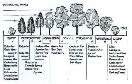 windbreak trees nebraska | Figure 1: Cross Section of a Typical ... Windbreak Trees, Acreage Landscaping, Food Forest Garden, Wind Break, Farm Layout, Permaculture Gardening, Permaculture Design, Farm Design, Forest Garden