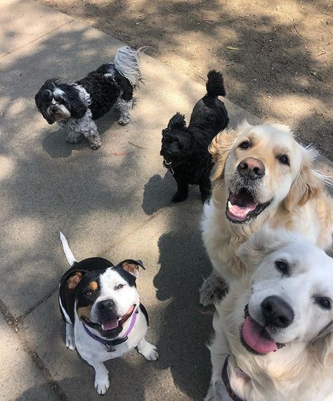 It doesn’t get much cuter than these guys! #happyfaces Lots Of Dogs, Barking Dog, I Hate Love, Dog Rooms, Earth Angel, Pet Sitting, Everything Is Awesome, Windy City, Happy Face