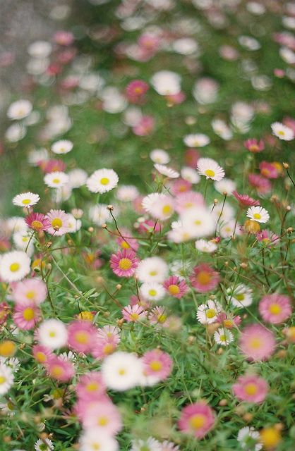 pink daisys. I also love the long tresses of white daisies, not sure what these are called but will be seeking some seed tosow  for next Spring Seaside Garden, Colorful Roses, Pink Daisy, The Grass, Flower Field, Front Garden, Dream Garden, Love Flowers, Cottage Garden