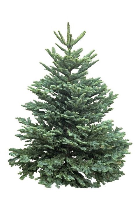 types of Christmas trees noble fir Noble Fir Tree, Noble Fir Christmas Tree, National Christmas Tree, Colorado Blue Spruce, Types Of Christmas Trees, Leyland Cypress, Pretty Christmas Trees, White Spruce, Minimalist Christmas Tree