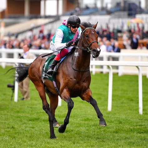 Horse Racing Aesthetic Old Money, Horse Racing Photography, Royal Ascot Race Hat With Pinched Crown, Ascot Horse Racing, Famous Race Horses, Races Fashion, What Next, Top Gear, Royal Ascot