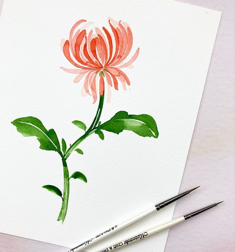 Chrysanthemum Tutorial Drawing, Crysantenum Flower Painting, Chrysanthemum Painting Easy, Easy Chrysanthemum Drawing, Chrysanthemums Drawing, Watercolour Chrysanthemum, Watercolor Mums, Naomi Tattoo, Chrysanthemum Flower Painting