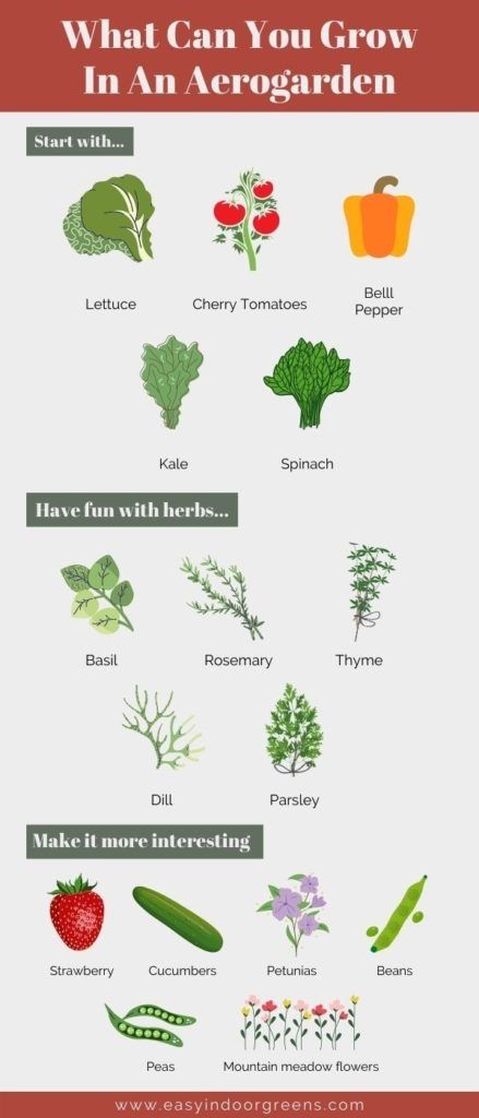 What To Grow In Hydroponics, Best Plants To Grow In Aerogarden, Herbs You Can Grow Indoors, Aerogarden Hack, Aerogarden Ideas, Aero Garden, Aeroponic Gardening, Hydroponic Strawberries, Indoor Hydroponic Gardening