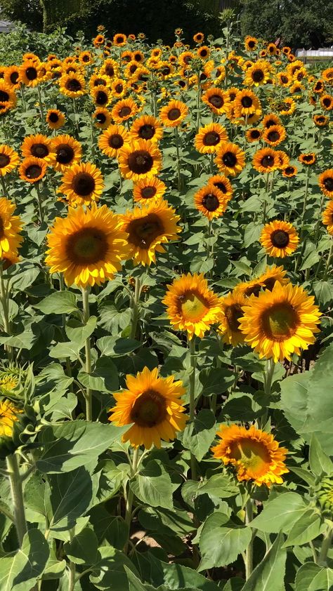 Video Flower, Mimosa Tree, Field Of Sunflowers, Sunflowers And Daisies, Sunflower Pictures, Sunflower Garden, Flower Video, Sunflower Wallpaper, Beautiful Flowers Garden