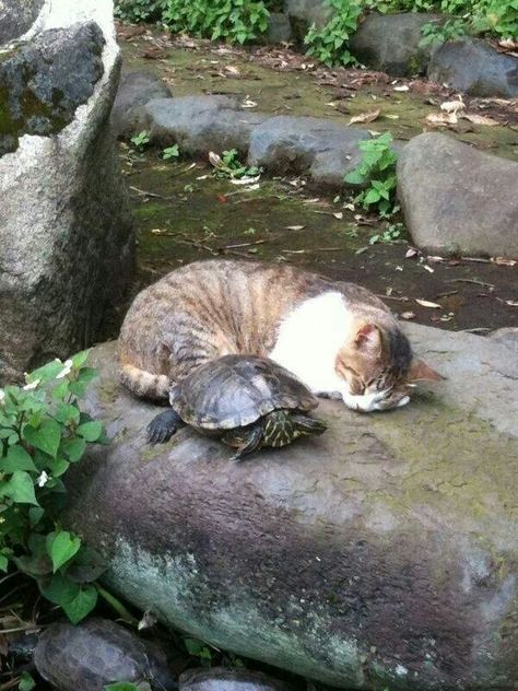 Cat and turtle Animals Friendship, Unusual Animals, Baby Turtles, A Turtle, Cute Animal Pictures, Animal Planet, Beautiful Cats, Cute Funny Animals, Animals Friends