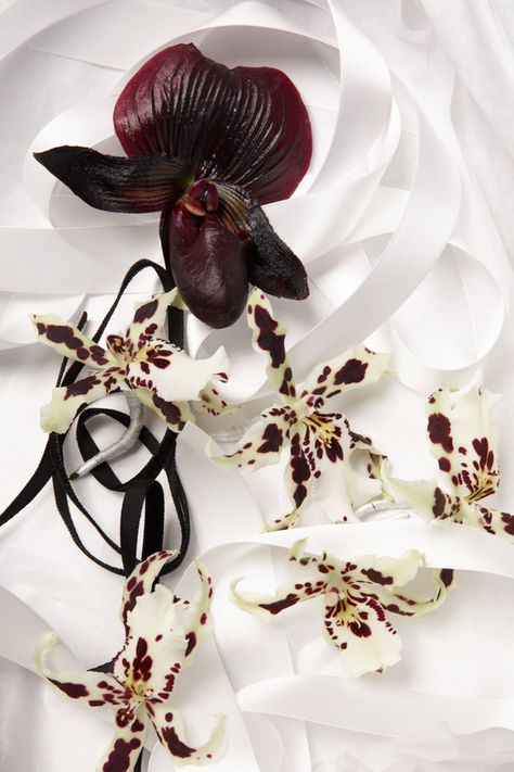 Moody Chic Wedding, Photo Phone Wallpaper, Orchids Aesthetic, Phone Wallpaper Flowers, Burgundy Orchid, Orchid Boutonniere, Photo Of Flowers, Oncidium Orchids, Olive Wedding