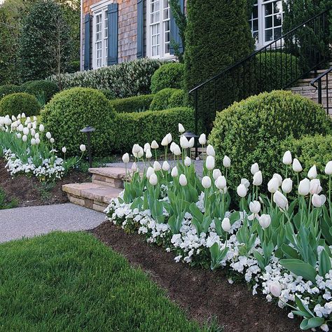 mass planting that's easy care . http://www.gardengatenotes.com/2012/04/03/mass-plantings/ Boxwood Landscaping, Small Flower Gardens, Tulips Garden, Front Landscaping, Garden Shrubs, Have Inspiration, The Secret Garden, Front Yard Garden, White Gardens