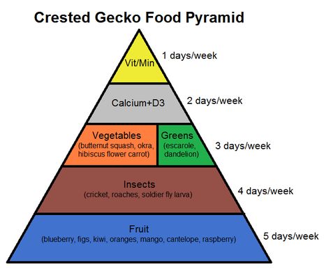 learn about crested gecko nutrition with this food pyramid! Crested Gecko Vivarium, Crested Gecko Habitat, Gecko Cage, Crested Gecko Care, Gecko Vivarium, Day Gecko, Leopard Gecko Care, Gecko Habitat, Gecko Food