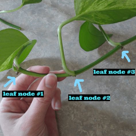 After a couple of weeks your Pothos vine will have rooted. So easy! I know! Now at this point, you can either plant your Pothos in soil, or you can keep it in water for life. Pothos does well in both water and soil, but make sure that once it is established that you don’t switch the growing media Propagating Pothos, Propagate Pothos, Pathos Plant, Pothos In Water, Pothos Plant Care, Pothos Vine, Succulent Potting Mix, Propagation Station, Easy Plants To Grow