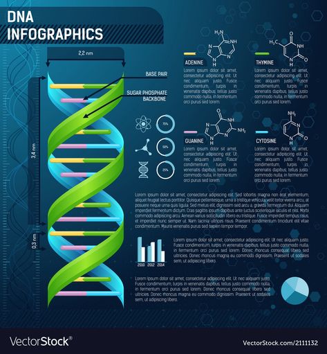 DNA for science infographics Dna Poster, Dna Spiral, Dna Activities, Chemistry Design, Dna Facts, Scientific Poster Design, Science Infographics, Science Clipart, Scientific Poster