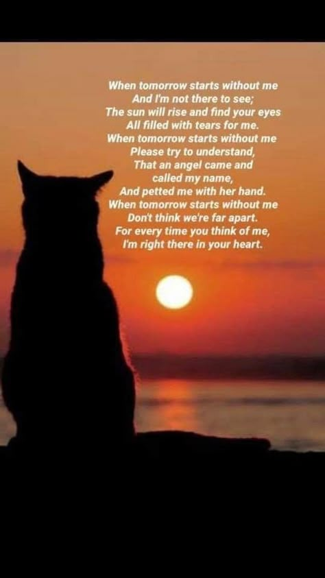 Cat Bereavement Quotes, Rip Pet Quotes Cat, Cat Loss Sympathy Messages, Cat Memorial Quotes, Missing My Cat, Losing A Cat Quote, My Cat Died, Cat Dies, Pet Quotes Cat