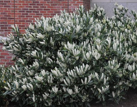 Otto Luyken Laurel - 3 at the front of the house - hoping they come back after this brutal winter Utah Plants, Laurel Bush, Garden Shrubs Evergreen, Small Garden Shrubs, Laurel Shrub, Laurel Plant, Cherry Laurel, Laurel Hedge, Privacy Plants