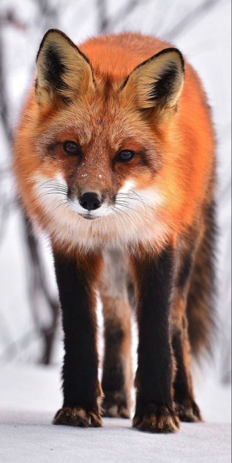 Foxes are amazing animals!! Visit the link to explore and learn more about them!! Cute Fox Pictures, Fox Eyeliner, Fox Facts, Bat Eared Fox, Rustic Fox, Wild Animal Wallpaper, Fox Images, Fox Photography, Fox Drawing