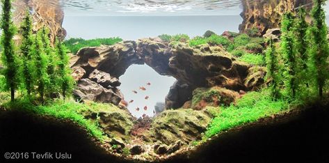 Aquascape Design Natural, Aquascape Diy, Biotope Aquarium, Fish Tank Themes, Aquarium Garden, Taman Air, Amazing Aquariums, Fish Tank Terrarium, Bursa Turkey