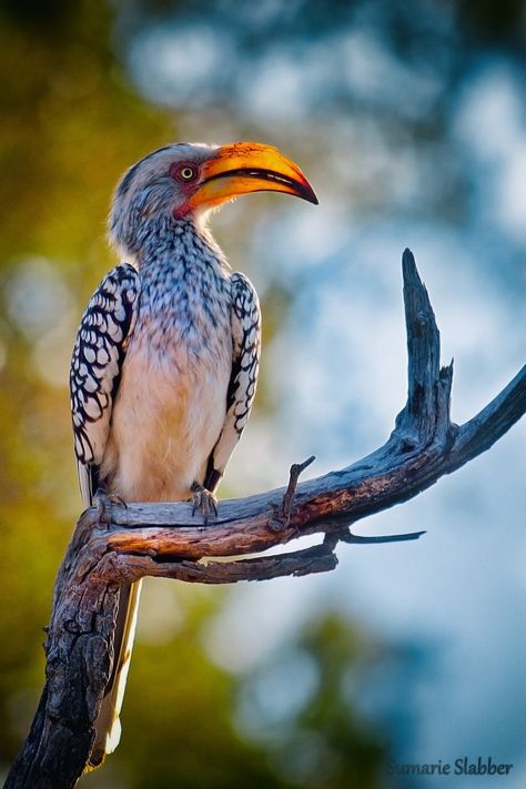 Southern yellow-billed hornbill found in southern Africa | Photograped at Madikwe Game Reserve, South Africa African Birds Photography, South Africa Animals Wildlife, Safari Animal Photography, Birds Of South Africa, South African Photography, Africa Animals Wildlife, Yellow Billed Hornbill, Africa Wildlife Photography, South Africa Animals