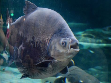 This Pacu Fish With Human Teeth Will Make You Uncomfortable - Indie88 Pacu Fish, Biting People, Teeth Images, Dubai Aquarium, Public Aquarium, Human Teeth, Legends And Myths, Exotic Fish, Invasive Species