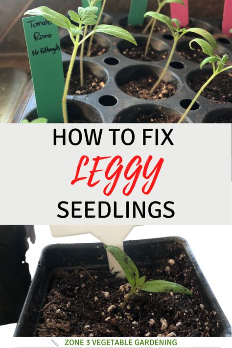 When To Transplant Tomato Seedlings, Growing Seedlings Indoors, Montana Gardening, Seeds To Start Indoors, Leggy Seedlings, Transplanting Seedlings, Growing Tomatoes From Seed, Growing Seedlings, Seed Starters