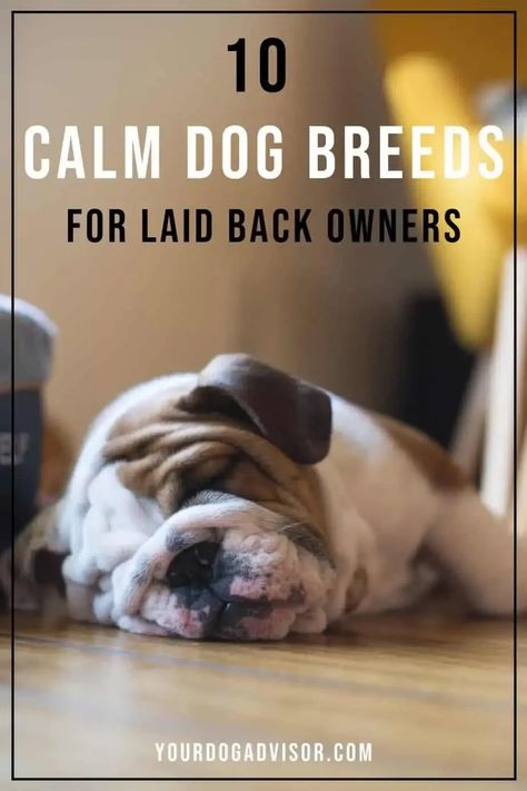 Whether you’re an introvert, you’re retired, or you’re just not very active, you’re going to love our list of 10 calm dog breeds. But what exactly is a calm dog breed and how will one of our below calm dog breeds fit into your home and lifestyle? Low Energy Hypoallergenic Dogs, Low Energy Dogs Breeds, Calmest Dog Breeds, Mini Dogs Breeds, Therapy Dogs Breeds, Lap Dog Breeds, Low Energy Dogs, Chug Dog, Lazy Dog Breeds