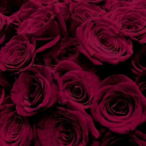 Burgundy Roses - beautiful  romantic deep maroon red roses . Classic crimson red floral photo. Available on 56 products. Dark Red Aesthetic, Maroon Aesthetic, Burgundy Aesthetic, Burgundy Roses, Dark Red Roses, Red Roses Wallpaper, Violet Aesthetic, Lucky Colour, Burgundy Flowers