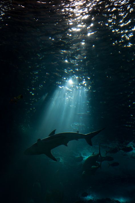 "sharks patrol these waters" | Oceanário de Lisboa #783 | Flickr Animals In Water, Oceancore Aesthetic, Shark Aesthetics, Basic Wallpapers, Shark Wallpaper, Dinosaur Age, Shark Photos, Shark Pictures, Shark Gifts