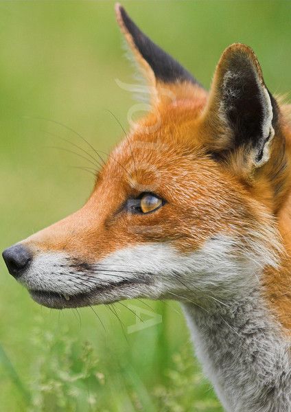 Fox Head Reference, Fox Side Profile, Fox Side View, Fox Head Tattoo, Fox Head Drawing, Felted Horse, Fox Sitting, Fox Portrait, Fox Character