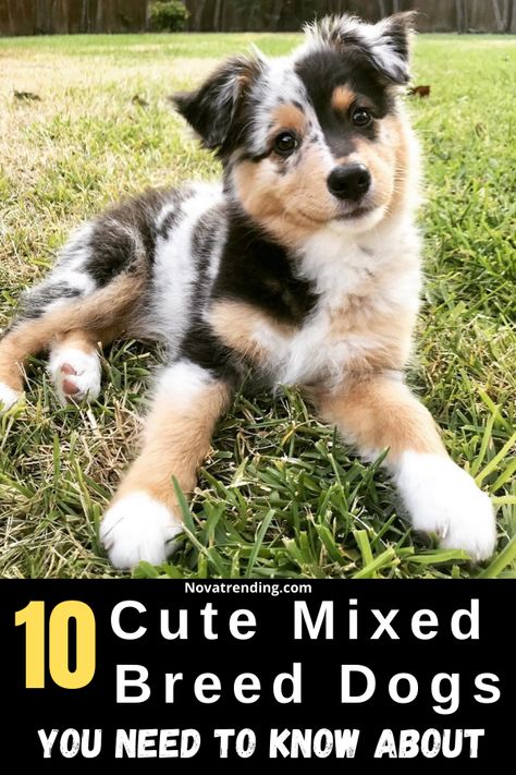 Puppy Mix Breeds, Medium Size Dog Breeds, Mix Dog Breeds, Mini Dogs Breeds, Cute Dog Mixes, Dog Mixed Breed, Small Mixed Breed Dogs, Mix Breed Dogs, Working Dog Breeds