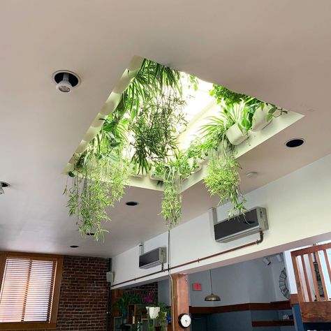 Bathroom Plants No Sunlight, Skylight Bathroom, Bathroom Plants Decor, Skylight Design, Skylight Kitchen, Earthy Home Decor, Natural Bathroom, Architecture Model Making, Bathroom Plants