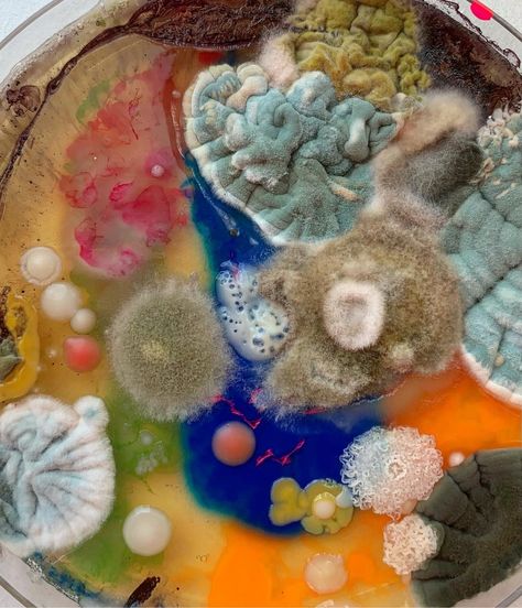 Artist Dasha Plesen combines molds, bacteria, spores, and other objects in petri dishes to create these colorful abstract Decay Art, Growth And Decay, Petri Dishes, Textil Design, Bio Art, Petri Dish, Abstract Photographs, Gcse Art, Wow Art