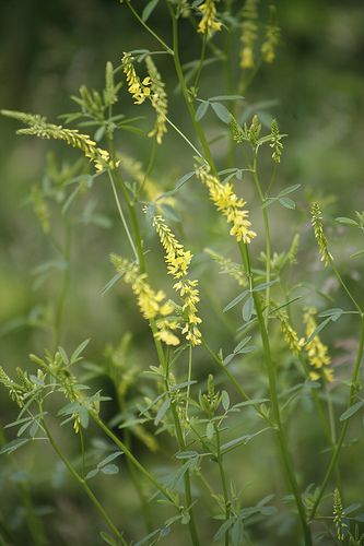 Common Sweet Clover (Melilotus officinalis) in Ontario Herb Foraging, Sweet Clover, Food Foraging, Wild Foraging, Edible Wild Plants, Poisonous Plants, Invasive Plants, Wild Edibles, Grain Of Sand