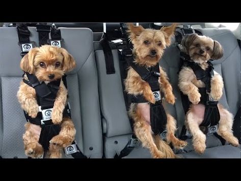 Doggie Car Seat, Dog Car Carrier, Dog Booster Seat For Car Diy, Car Seat For Dog, Diy Dog Car Seat Ideas, Dog Seat For Car, Funny Dog Videos Make Me Laugh, Car Seats For Dogs, Dog Must Haves