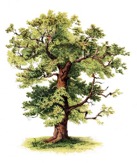 Antique Clip Art - Beautiful Tree - The Graphics Fairy Oak Tree Drawings, The Graphics Fairy, Illustration Botanique, Tree Images, Graphics Fairy, Illustration Ideas, Tree Graphic, Trendy Tree, Vintage Tree