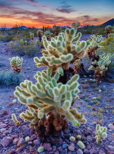 Golden Ball Cactus, Cactus Pears, Short Trees, San Pedro Cacti, Golden Barrel Cactus, Cholla Cactus, California Native Plants, Barrel Cactus, Luxury Travel Destinations