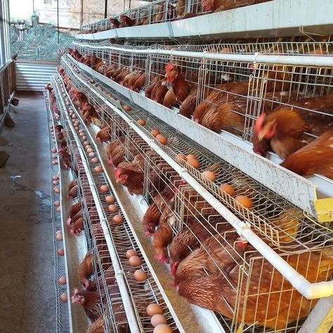 Great Farm High Quality Automatic Layer Cages Egg Chicken Poultry Farm Battery Cages Provided Chicken Coop Q235 Steel Wire - Buy Galvanized Animal System Layer Chicken Cage,Egg Laying Hen Cage,Chicken Layer Cage For Layers Poultry Farming Product on Alibaba.com