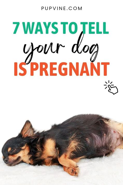 How to tell if your dog is pregnant? Everything you need to know about the signs and the ways of finding out about pregnancy is one click away. Dog Breeding Business, Eating Less, Pregnant Dog, About Pregnancy, Dog Health Tips, Pregnancy Signs, Dog Signs, Dog Eating, I Need To Know