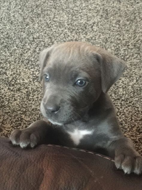 #dogs # puppies #blue #grey #Cane Corso Cane Corso Dog Blue, Cane Corso Grey, Cane Corso Puppies, Cane Corso Dog, Corso Dog, Cane Corso, Dogs Puppies, English Bulldog, View Photos