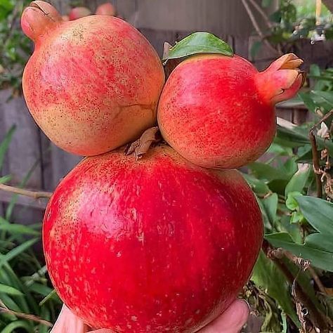 jual bibit buah dan pupuk buah on Instagram: “Buah delima dapat menciptakan sensasi kenyang di perut sehingga sangat cocok sekali dikonsumsi oleh orang yang sedang program diet ✨✨ . ✔…” Buah Delima, Program Diet, Fruits And Vegetables, Plum, Indonesia, Diet, Fruit, Tumblr, On Instagram