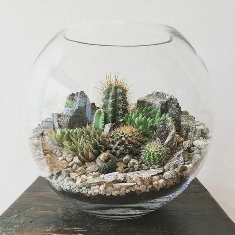 Cactus Terrarium, Diy Succulent Terrarium, Terrarium Wedding, Beautiful Terrariums, Succulent Landscaping, Cactus Diy, Terrarium Decor, Terrariums Kits, Succulent Gardening