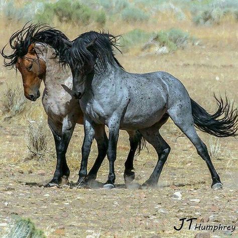 Lippizaner, Mustang Horse, Wild Mustangs, Most Beautiful Horses, Horse Crazy, Pretty Animals, Wild Horse, Cute Horses, Horse Photos